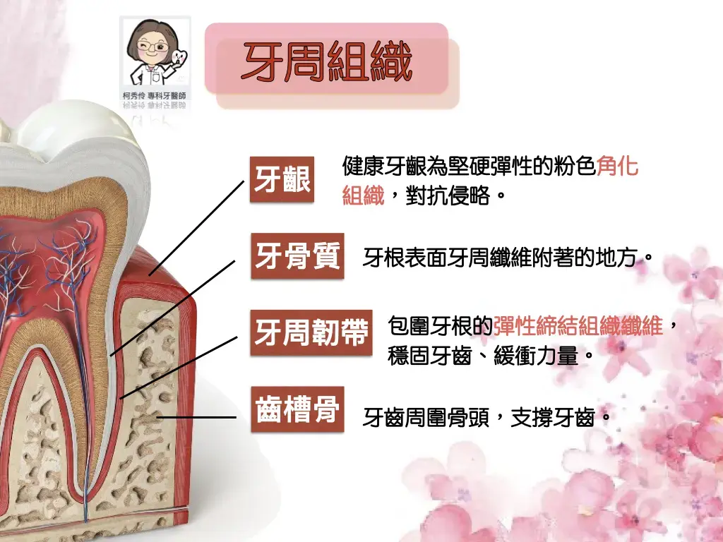 牙周治療 牙周治療