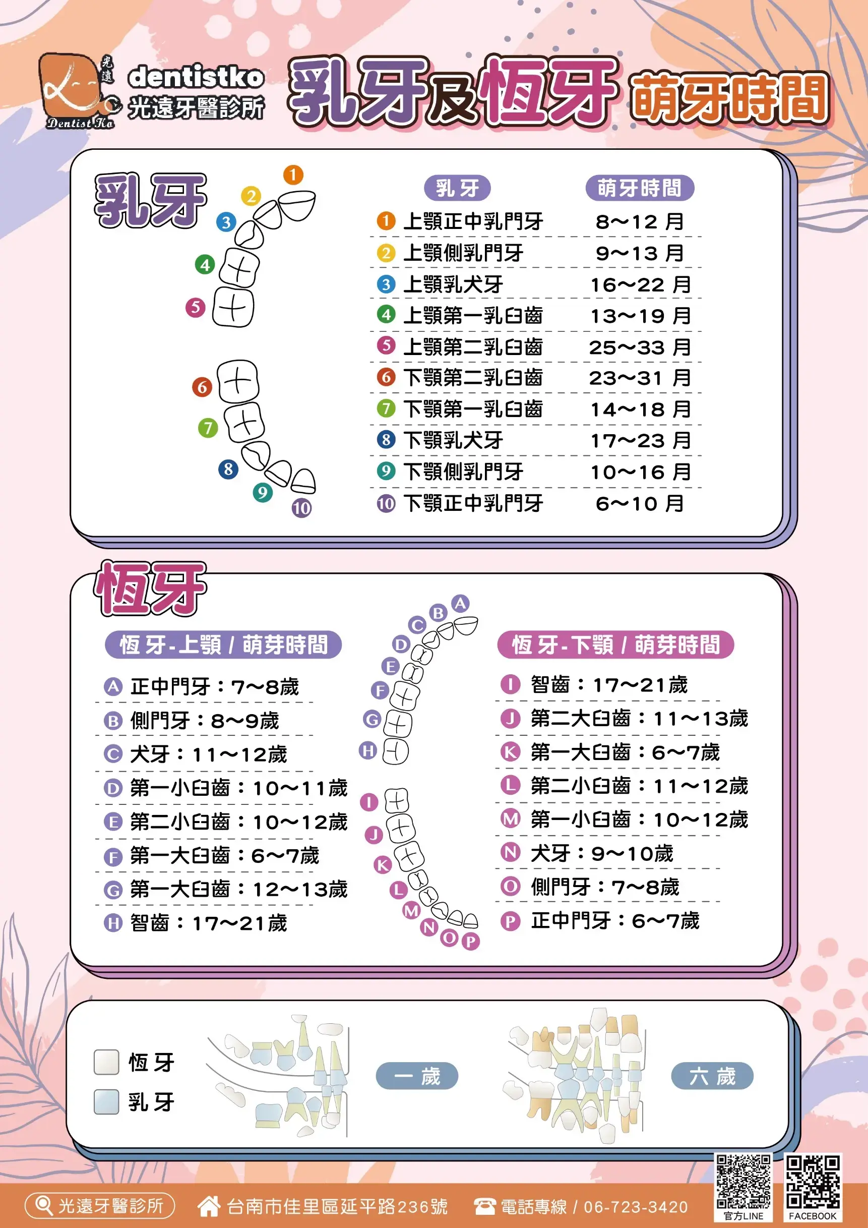 換牙的順序